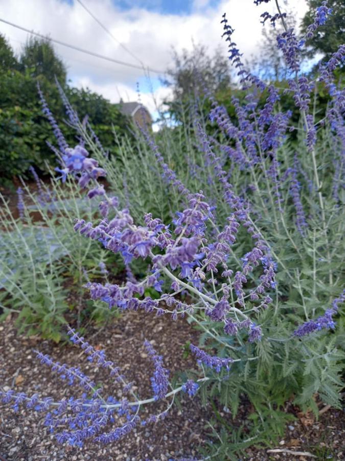 Le Jardin Des Fagnes Vila Robertville Exterior foto